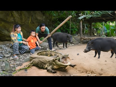 Crocodile attacks newborn piglets - Caring for a sick mother, making delicious meals for the family