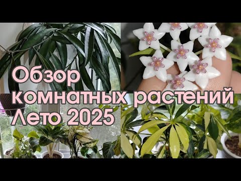 Обзор комнатных растений | Лето 2025