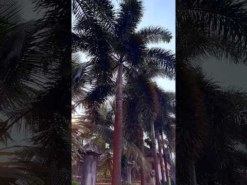 Village Vlog Part 1: #shorts #shortsvlog #minivlog