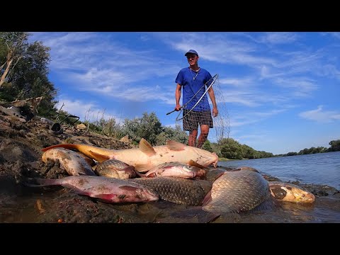 ВОТ ЭТО НАТЯГАЛ. САЗАН НА ЗАКИДУШКУ. КУЧА РЫБЫ. Рыбалка на сазана и карася на жмых, макушатник.