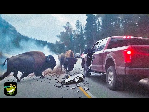 One in a Billion Animal Moments Caught on Camera #23