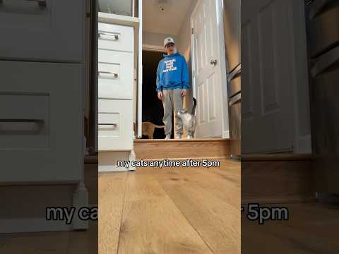 my cats AS SOON as it hits 5pm