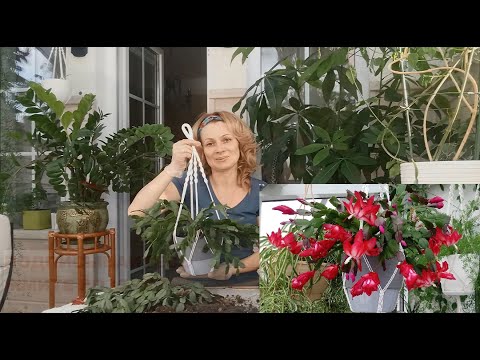 ДЕКАБРИСТ/ ШЛЮМБЕРГЕРА /УХОД, ПРОБЛЕМЫ, РАЗМНОЖЕНИЕ