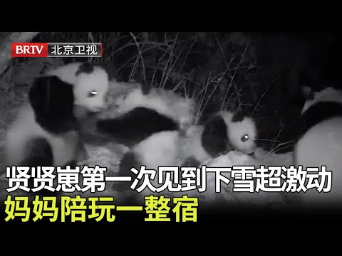 贤贤母子夜间活动首公开！贤贤崽第一次见到下雪超激动，妈妈陪玩一整宿，母爱的力量也太伟大了！【熊猫奇遇记】