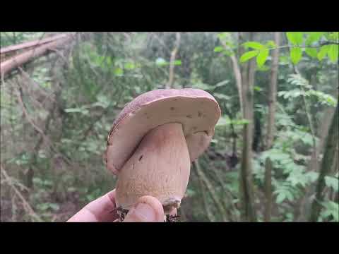 Время  грибного цунами