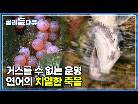 상처투성이 몸을 이끌고 거꾸로 강을 거슬러 오르는 연어의 거스를 수 없는 운명│산란을 위해 목숨 바치는 연어의 고단한 여정│자연의 섭리│다큐프라임│#골라듄다큐
