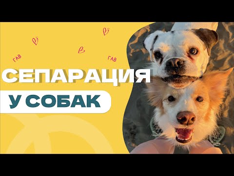 Собака НЕ УМЕЕТ ОСТАВАТЬСЯ одна, страх одиночества у собаки