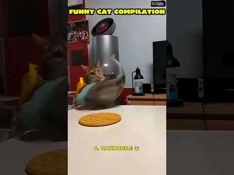 Try not to laugh! 😂 #funny #animalvideos #cute #shorts