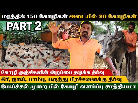 150 நாட்டுக்கோழிகள்  மேய்ச்சல் முறையில் சாத்தியமா? பண்ணையாளரின் அனுபவ பதிவு .பகுதி 2