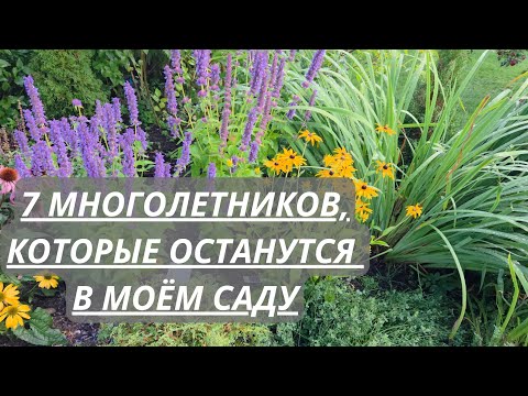 Топ 7 многолетников для малоуходного сада.