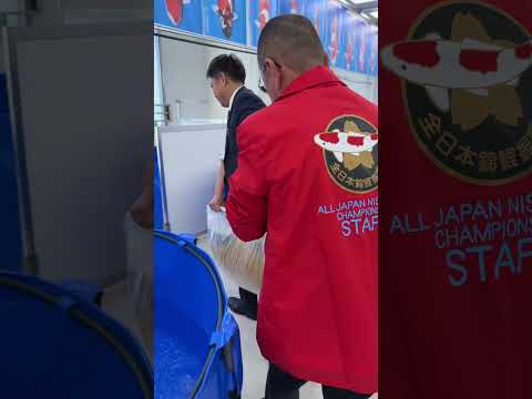 The Golden Scales are Just Magnificent 😳💛