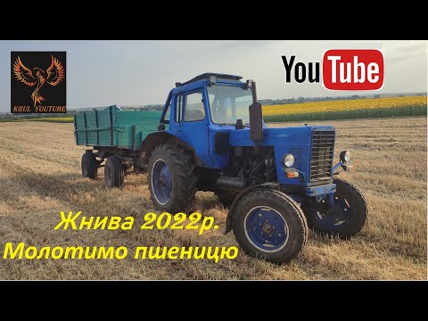 Жнива 2022 молотимо пшеницю  (Massey Ferguson 240 & МТЗ-80)