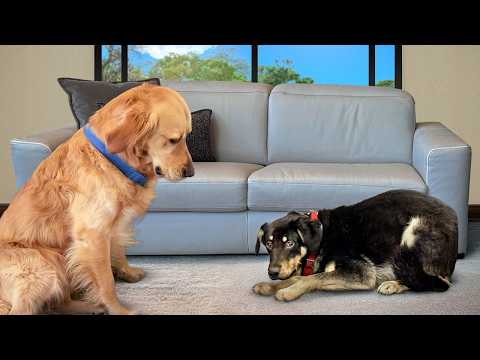 Golden Retriever Meets Completely Traumatized Rescue Puppy