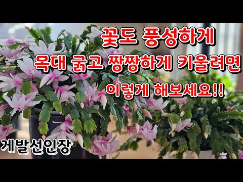 If you want to grow a cactus with thick, sturdy stems and abundant flowers, try this!!/ If you wa...