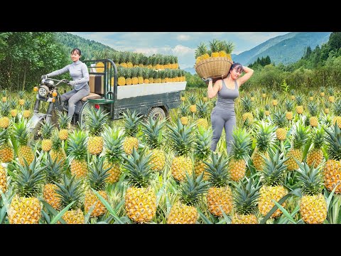 REWIND TIMELAPSE --266 Days Use 3-Wheeled Truck To Harvest Many Pineapple Go To Country Sell