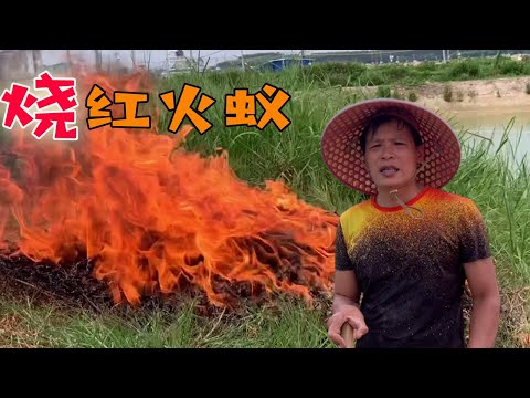 Fans funded the elimination of "Red Fire Ants"