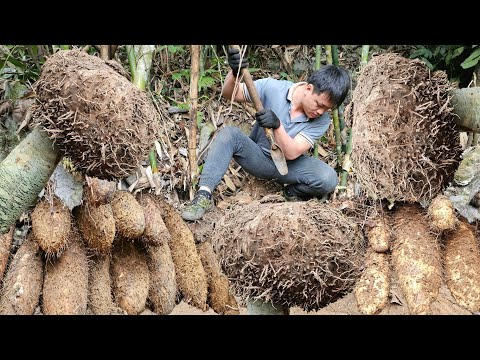 Full video. Trieu Kha conquers giant wild potatoes, selling them at a high price.