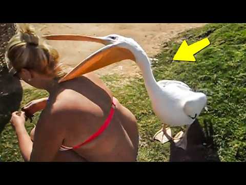 30 Minutes Of Funniest Animals Caught On Camera