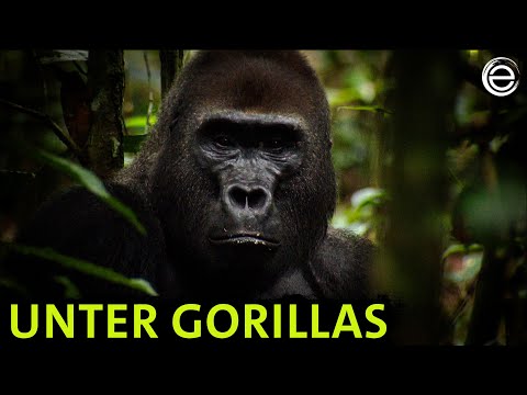 Abenteuer Urwald – Unter Gorillas | Erlebnis Erde