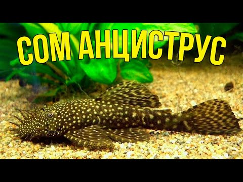 АНЦИСТРУС без Ошибок: Уход, Кормление и Развод в 5 минут!