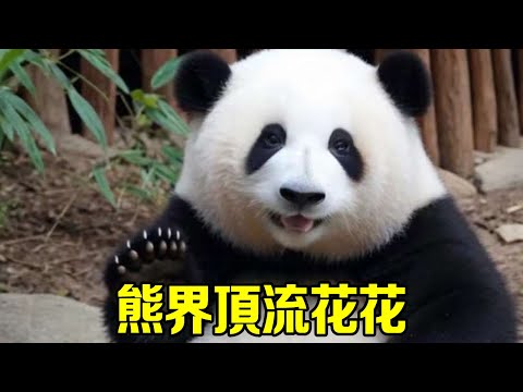 Huahua is not the kui is the top of the panda world  walking in the triangle rice ball! Even Olympi