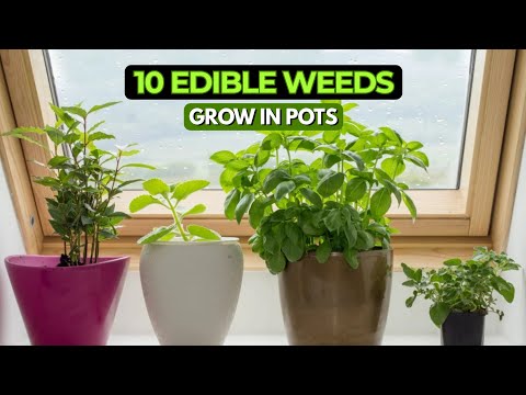 Top 10 Edible Weeds You Can Grow in Pots