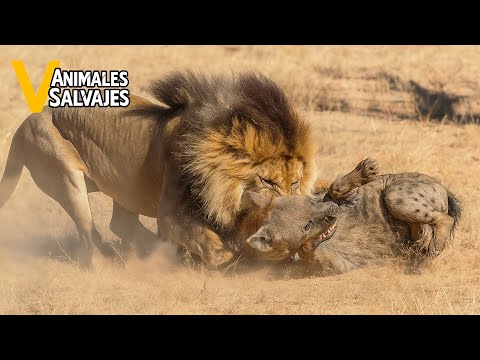 The Most Ruthless Moments When a Lion Crushes a Hyena Without Mercy | Wild Animals