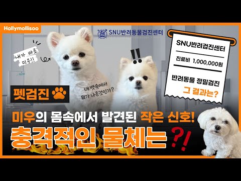 반려견 보호자라면 꼭 보세요! 서울대SNU반려동물검진센터에서 받은 미우의 첫 정밀검진!