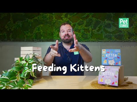 How to Feed Kittens: Nutrition Tips for Growth and Health