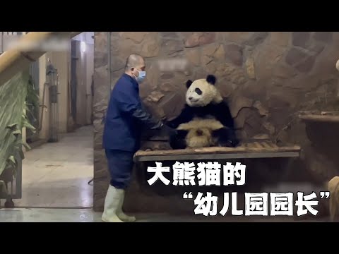 熊猫幼儿园园长谭爷爷和熊猫们的故事：带了无数届熊猫，每个小熊都喜欢，性格最好的是花花