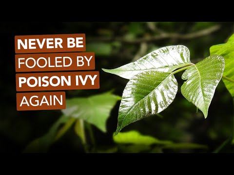 Never Be Fooled By Poison Ivy Again