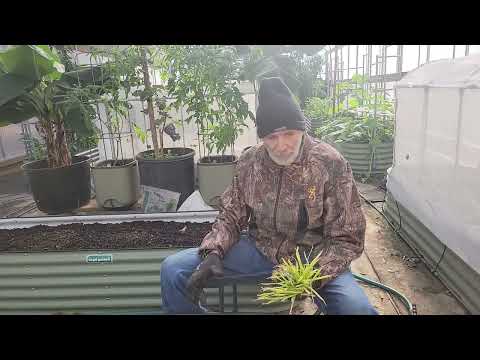 TIPS for Planting Onions in High Tunnel and Garden