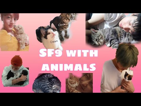 SF9 with animals