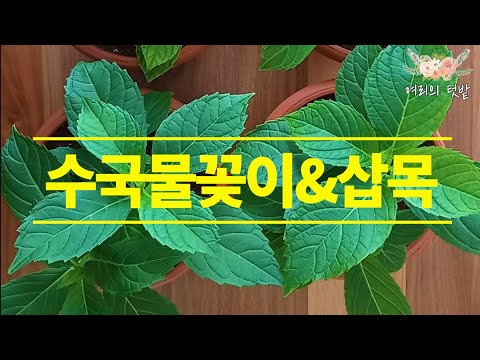 #30. Be rich with hydrangeas after arranging hydrangeas.