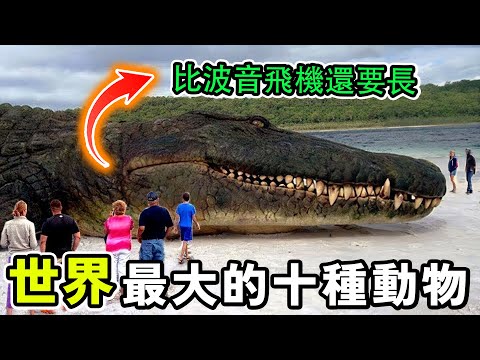 世界上最大的十種動物，體型超過10輛坦克竟然只排在第十位，第一名體型太大，超越恐龍，比波音飛機還要長！