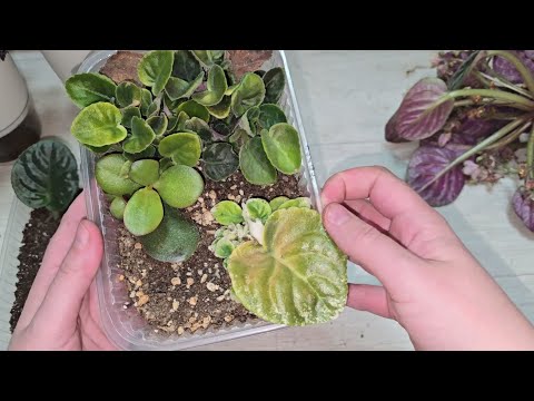 Did you know that VIOLIES reproduce only in this way, easily and most importantly quickly?