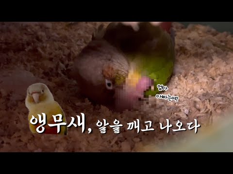 세상 밖으로 나온 앵무새 | 앵무새의 육아일기 | 코뉴어 알 부화 | 앵무새브이로그 | 말하는 앵무새