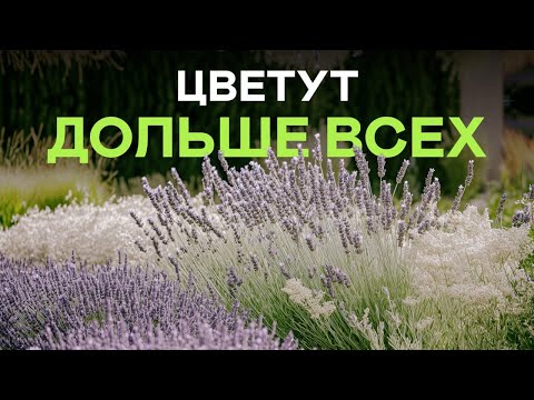 These hardy perennials will survive any conditions! Plant and forget!