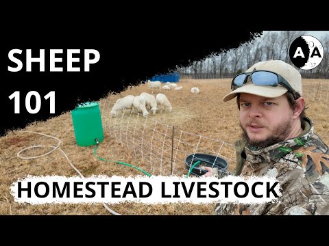 Raising Sheep 101