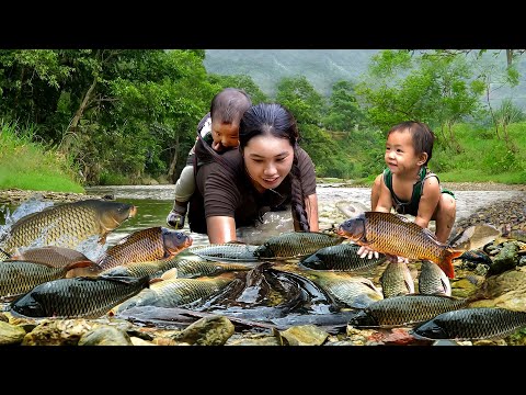 Harvest Giant Fish - Catch and Trap Fish on rainy day - Cook fresh fish with single mom