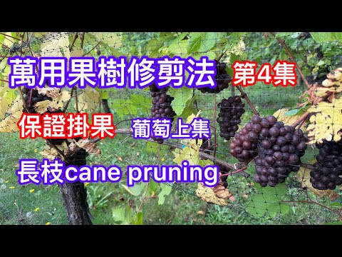 如何修剪葡萄樹‼️萬用果樹修剪法4‼️保證全網最棒👍絕對值得珍藏#How to prune grape vines