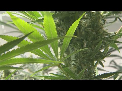 What the federal government's rescheduling of marijuana means