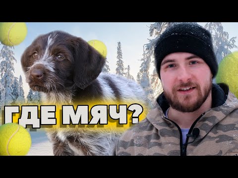 КАК НАУЧИТЬ СОБАКУ ПРИНОСИТЬ МЯЧ (ХОТЬ ЧТО) ЗА 12 МИНУТ?⚽👢💰 ДРАТХААР ЛИНА