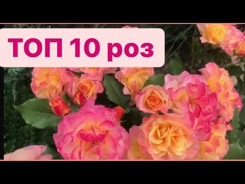 Десятка роз для парадной зоны 💯