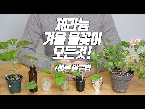 Everything about geranium winter water arrangements! Quick Rooting Method-Home Gardening#Pelargonium