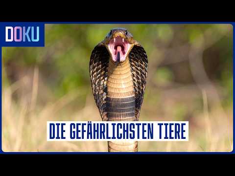 Die GIFTIGSTEN Tiere der Welt: Tödliche Waffen der Natur | Doku