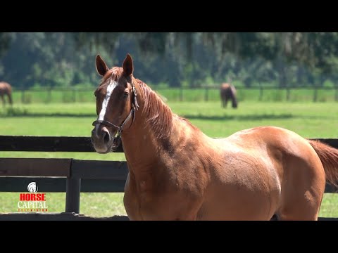 Farm Tours of Ocala - Pleasant Acres Stallions