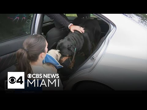 Dog found in rubble of Florida home destroyed by Hurricane Milton tornado reunites with family