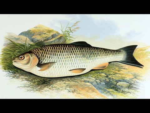 ГОЛАВЛЬ. (Л. П. Сабанеев. Жизнь и Ловля пресноводных  рыб) ..