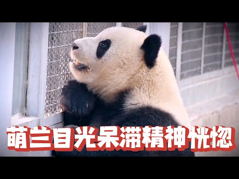 Meng Lan misses his father deeply after the latter's job relocation  which has led to an extended s